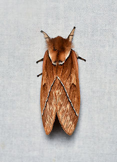 Pseudodirphia agis, La Isla Escondida, Colombia  Colombia,Colombia 2024,Fall,Geotagged,La Isla Escondida,Pseudodirphia agis,South America,World