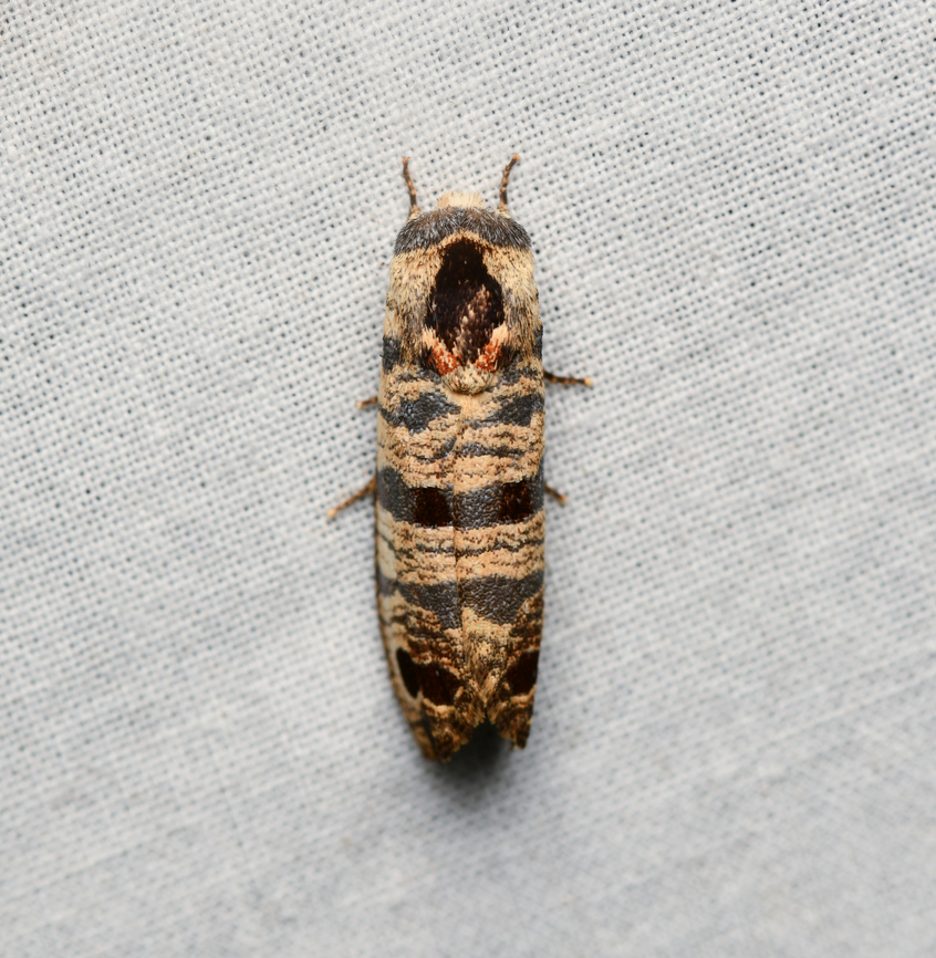 Biocellata praeclara, La Isla Escondida, Colombia  Biocellata praeclara,Colombia,Colombia 2024,Fall,Geotagged,La Isla Escondida,South America,World