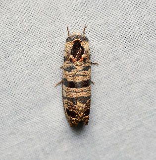 Biocellata praeclara, La Isla Escondida, Colombia  Biocellata praeclara,Colombia,Colombia 2024,Fall,Geotagged,La Isla Escondida,South America,World