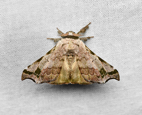 Quentalia lividia, La Isla Escondida, Colombia  Colombia,Colombia 2024,Fall,Geotagged,La Isla Escondida,Quentalia lividia,South America,World