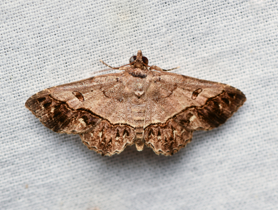 Antiblemma polyodon, La Isla Escondida, Colombia  Antiblemma polyodon,Colombia,Colombia 2024,Fall,Geotagged,La Isla Escondida,South America,World