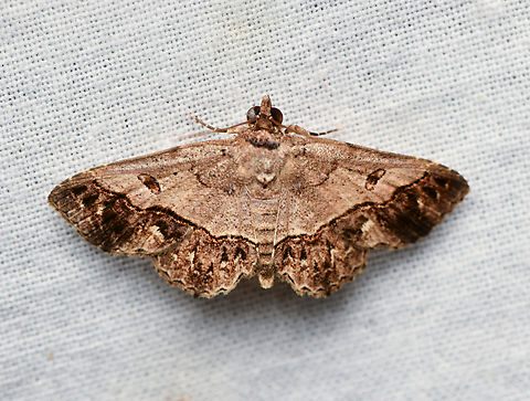 Antiblemma polyodon, La Isla Escondida, Colombia  Antiblemma polyodon,Colombia,Colombia 2024,Fall,Geotagged,La Isla Escondida,South America,World