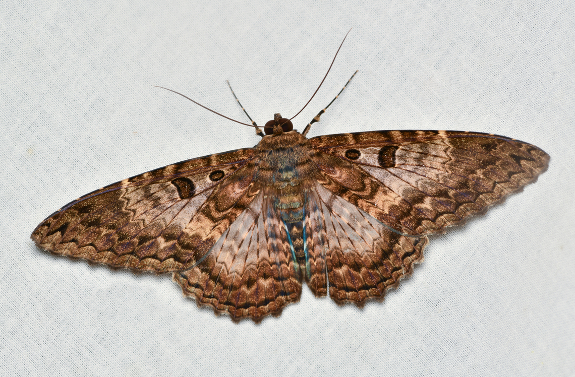 Feigeria scops, La Isla Escondida, Colombia  Colombia,Colombia 2024,Fall,Feigeria scops,Geotagged,La Isla Escondida,South America,World