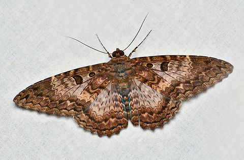 Feigeria scops, La Isla Escondida, Colombia  Colombia,Colombia 2024,Fall,Feigeria scops,Geotagged,La Isla Escondida,South America,World