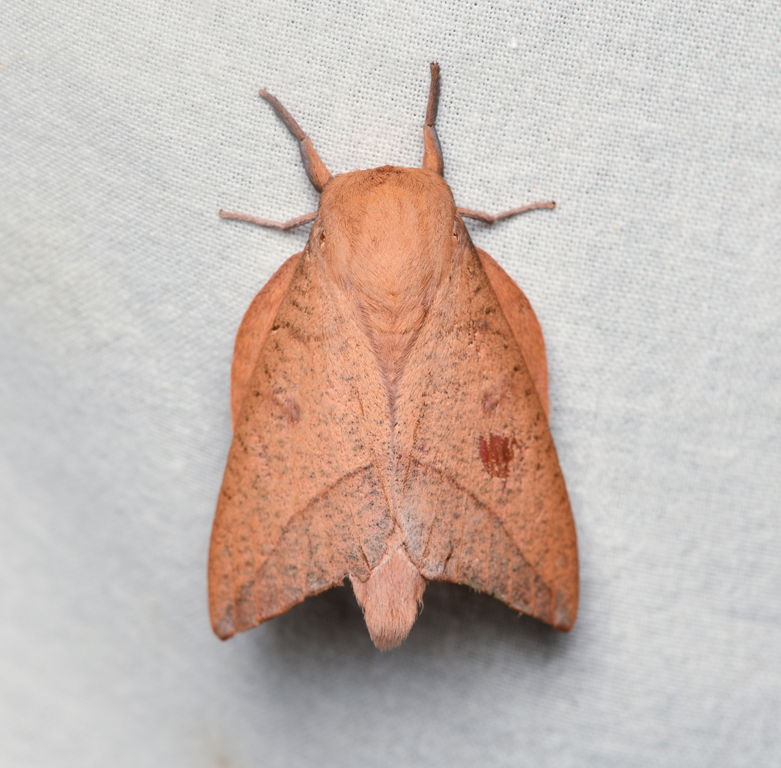 Adeloneivaia subangulata, La Isla Escondida, Colombia  Adeloneivaia subangulata,Colombia,Colombia 2024,Fall,Geotagged,La Isla Escondida,South America,World