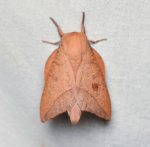 Adeloneivaia subangulata