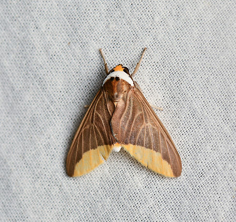 Hyperandra appendiculata, La Isla Escondida, Colombia  Colombia,Colombia 2024,Fall,Geotagged,Hyperandra appendiculata,La Isla Escondida,South America,World