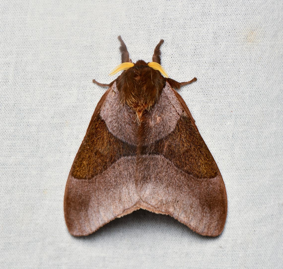 Dirphia avia, La Isla Escondida, Colombia  Colombia,Colombia 2024,Dirphia avia,Fall,Geotagged,La Isla Escondida,South America,World