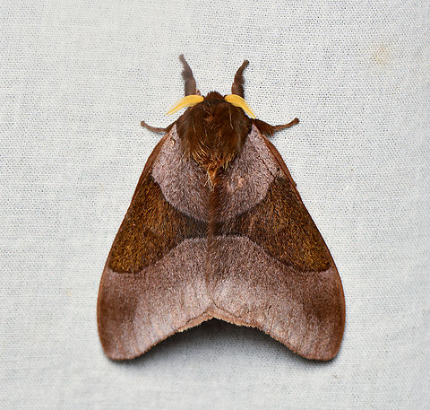 Dirphia avia, La Isla Escondida, Colombia  Colombia,Colombia 2024,Dirphia avia,Fall,Geotagged,La Isla Escondida,South America,World