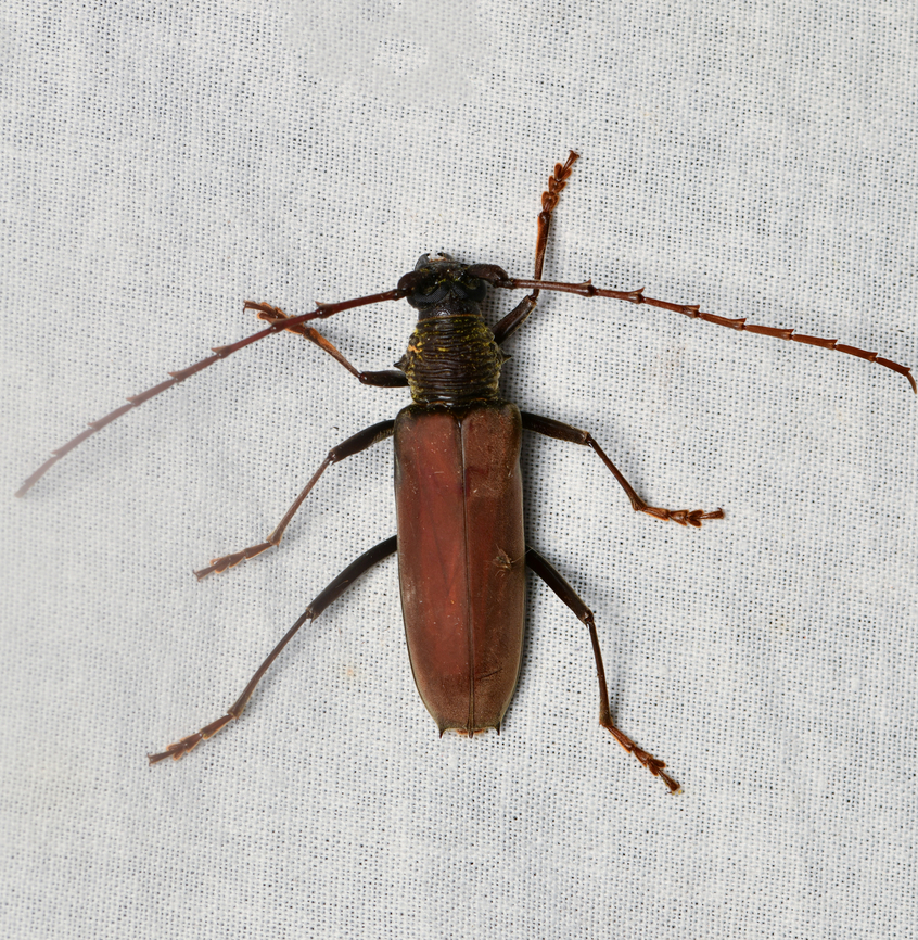 Jupoata rufipennis, La Isla Escondida, Colombia  Colombia,Colombia 2024,Fall,Geotagged,Jupoata rufipennis,La Isla Escondida,South America,World