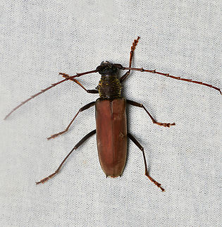 Jupoata rufipennis, La Isla Escondida, Colombia  Colombia,Colombia 2024,Fall,Geotagged,Jupoata rufipennis,La Isla Escondida,South America,World