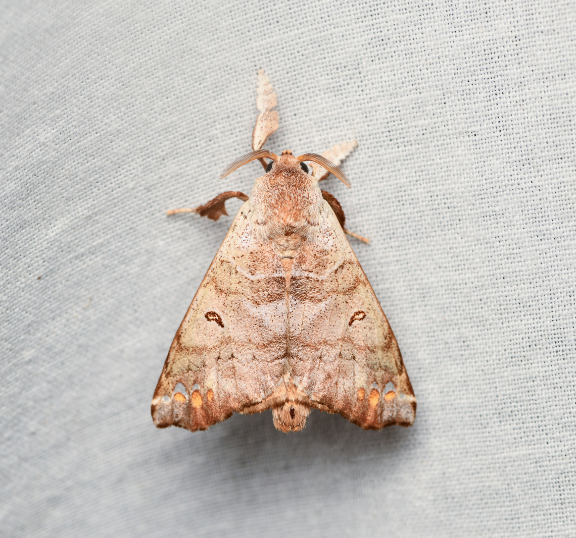 Pantelodes satellitia, La Isla Escondida, Colombia  Colombia,Colombia 2024,Fall,Geotagged,La Isla Escondida,Pantelodes satellitia,South America,World