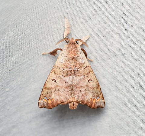 Pantelodes satellitia, La Isla Escondida, Colombia  Colombia,Colombia 2024,Fall,Geotagged,La Isla Escondida,Pantelodes satellitia,South America,World