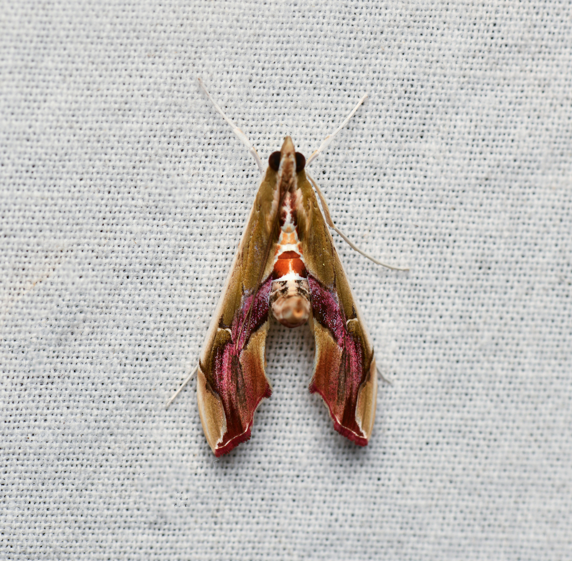 Agathodes designalis, La Isla Escondida, Colombia  Agathodes designalis,Colombia,Colombia 2024,Fall,Geotagged,La Isla Escondida,South America,World