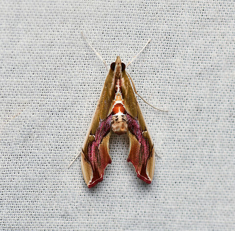 Agathodes designalis