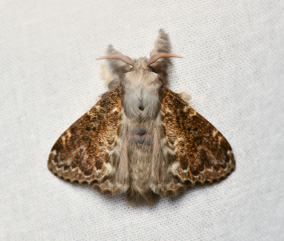 Euglyphis sp., La Isla Escondida, Colombia Similar to Euglyphis durtea. Colombia,Colombia 2024,Fall,Geotagged,La Isla Escondida,South America,World