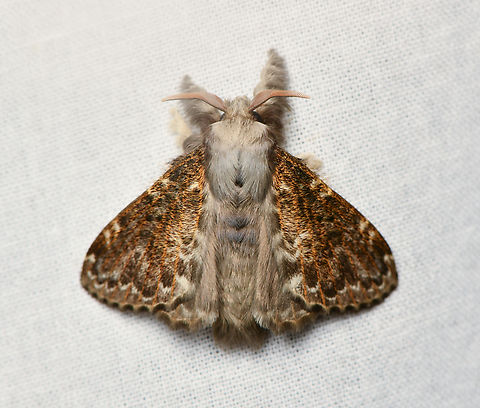 Euglyphis sp., La Isla Escondida, Colombia Similar to Euglyphis durtea. Colombia,Colombia 2024,Fall,Geotagged,La Isla Escondida,South America,World