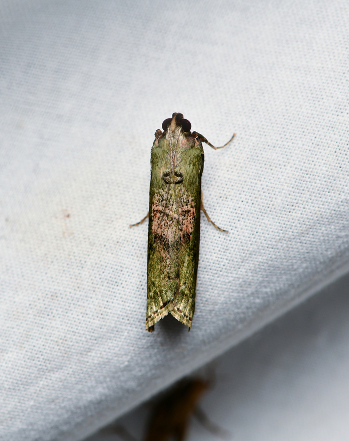 Unknown moth, La Isla Escondida, Colombia  Colombia,Colombia 2024,Fall,Geotagged,La Isla Escondida,South America,World
