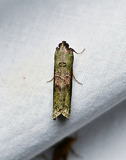 Unknown moth, La Isla Escondida, Colombia  Colombia,Colombia 2024,Fall,Geotagged,La Isla Escondida,South America,World