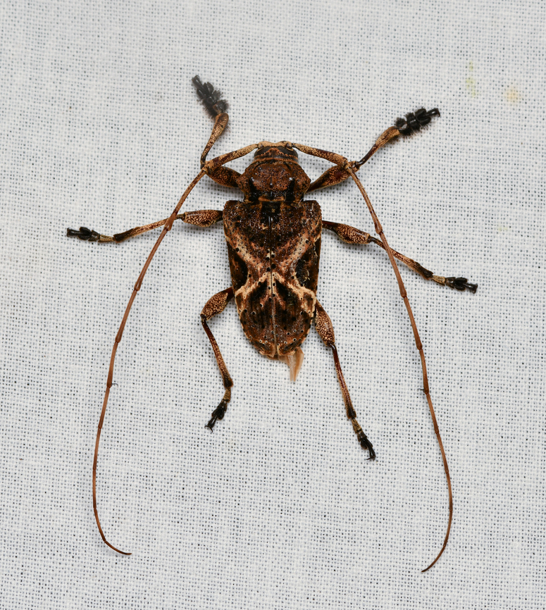 Lagocheirus, La Isla Escondida, Colombia  Colombia,Colombia 2024,Fall,Geotagged,La Isla Escondida,South America,World