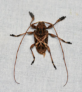 Lagocheirus, La Isla Escondida, Colombia  Colombia,Colombia 2024,Fall,Geotagged,La Isla Escondida,South America,World