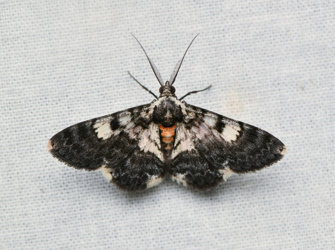 Hymenomima semialba, La Isla Escondida, Colombia  Colombia,Colombia 2024,Fall,Geotagged,Hymenomima semialba,La Isla Escondida,South America,World