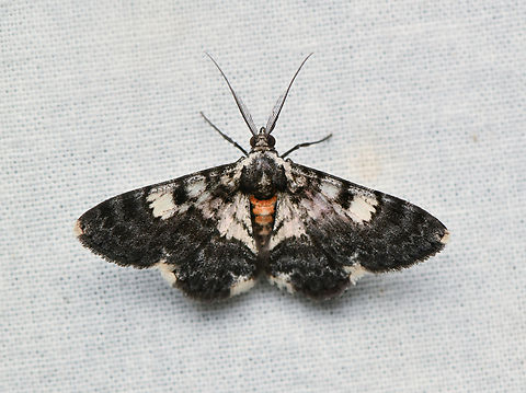 Hymenomima semialba, La Isla Escondida, Colombia  Colombia,Colombia 2024,Fall,Geotagged,Hymenomima semialba,La Isla Escondida,South America,World