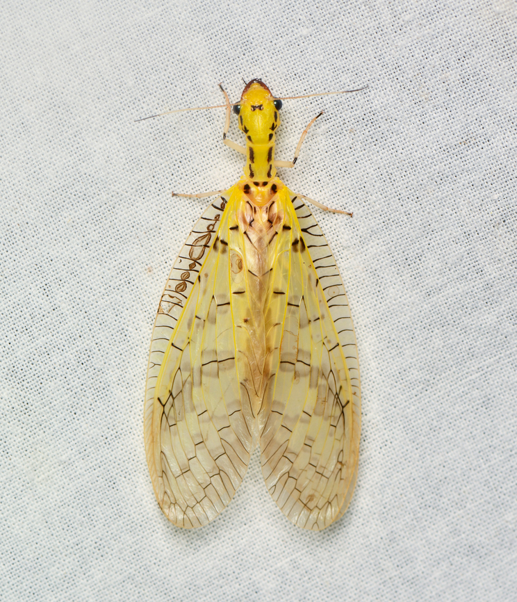 Chloronia yungas, La Isla Escondida, Colombia  Chloronia yungas,Colombia,Colombia 2024,Fall,Geotagged,La Isla Escondida,South America,World