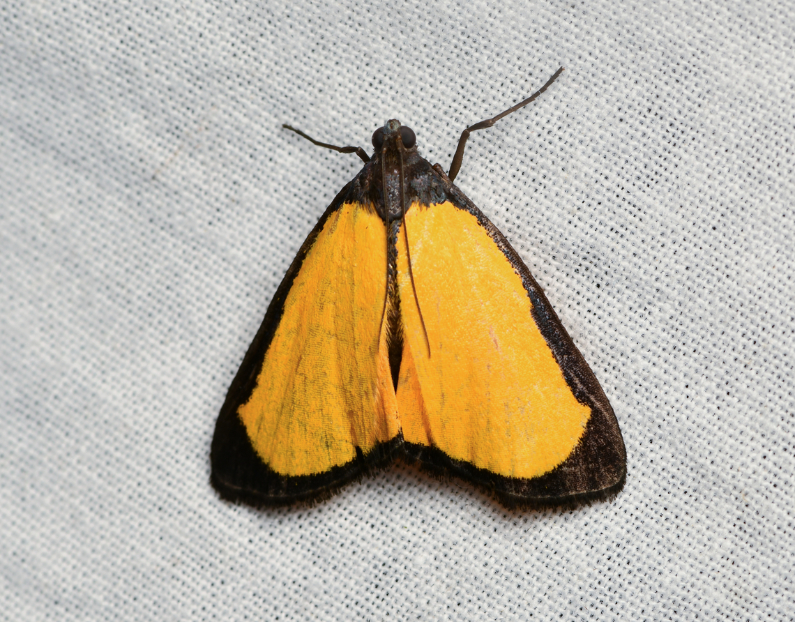 Erbessa sp.?, La Isla Escondida, Colombia  Colombia,Colombia 2024,Fall,Geotagged,La Isla Escondida,South America,World