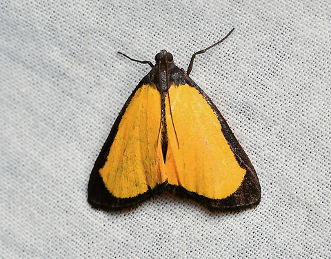 Erbessa sp.?, La Isla Escondida, Colombia  Colombia,Colombia 2024,Fall,Geotagged,La Isla Escondida,South America,World