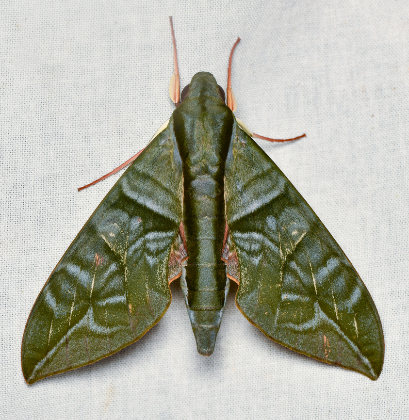 Eumorpha phorbas, La Isla Escondida, Colombia  Colombia,Colombia 2024,Eumorpha phorbas,Fall,Geotagged,La Isla Escondida,South America,World