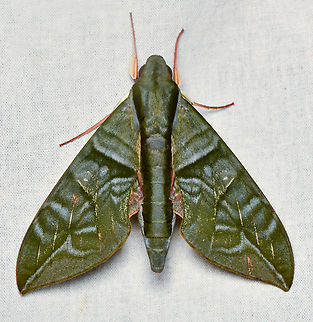 Eumorpha phorbas, La Isla Escondida, Colombia  Colombia,Colombia 2024,Eumorpha phorbas,Fall,Geotagged,La Isla Escondida,South America,World