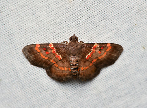 Antiblemma rubida, La Isla Escondida, Colombia Tentative ID. Antiblemma rubida,Colombia,Colombia 2024,Fall,Geotagged,La Isla Escondida,South America,World