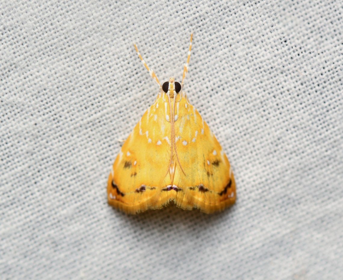 Symphysa lepidaria, La Isla Escondida, Colombia  Colombia,Colombia 2024,Fall,Geotagged,La Isla Escondida,South America,Symphysa lepidaria,World