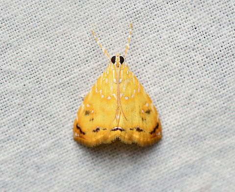 Symphysa lepidaria, La Isla Escondida, Colombia  Colombia,Colombia 2024,Fall,Geotagged,La Isla Escondida,South America,Symphysa lepidaria,World