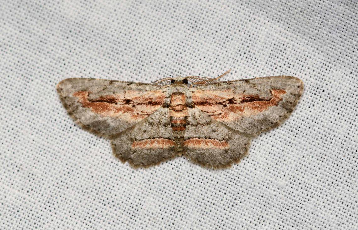 Unknown moth, La Isla Escondida, Colombia Photographed the same species 7 years ago:<br />
<figure class="photo"><a href="https://www.jungledragon.com/image/73602/grey_brown_moth_la_isla_escondida_colombia.html" title="Grey brown moth, La Isla Escondida, Colombia"><img src="https://s3.amazonaws.com/media.jungledragon.com/images/2/73602_thumb.jpg?AWSAccessKeyId=05GMT0V3GWVNE7GGM1R2&Expires=1765411210&Signature=DFvOID%2BW1x79J1%2FxKPBbt5gwvHk%3D" width="200" height="130" alt="Grey brown moth, La Isla Escondida, Colombia  Colombia,Colombia 2018,Colombia South,Fall,Geotagged,La Isla Escondida,Putumayo,South America,World" /></a></figure> Colombia,Colombia 2024,Fall,Geotagged,La Isla Escondida,South America,World
