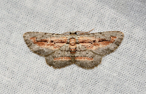 Unknown moth, La Isla Escondida, Colombia Photographed the same species 7 years ago:
https://www.jungledragon.com/image/73602/grey_brown_moth_la_isla_escondida_colombia.html Colombia,Colombia 2024,Fall,Geotagged,La Isla Escondida,South America,World