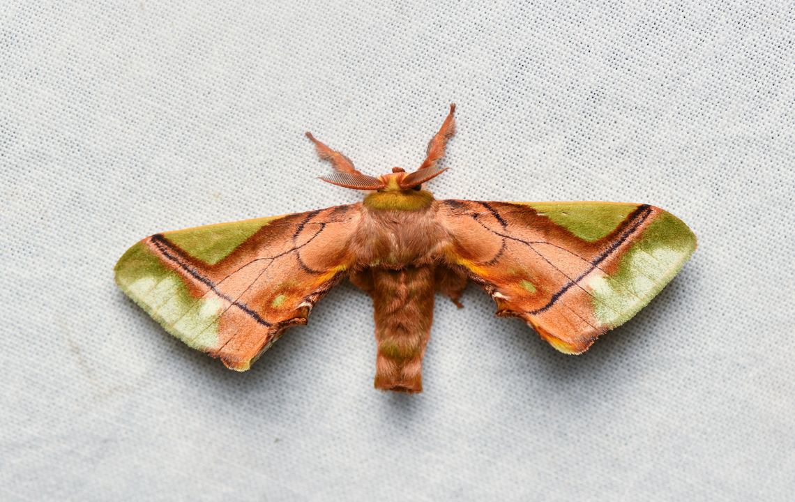 Epia muscosa, La Isla Escondida, Colombia  Colombia,Colombia 2024,Epia muscosa,Fall,Geotagged,La Isla Escondida,South America,World