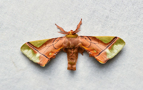 Epia muscosa, La Isla Escondida, Colombia  Colombia,Colombia 2024,Epia muscosa,Fall,Geotagged,La Isla Escondida,South America,World