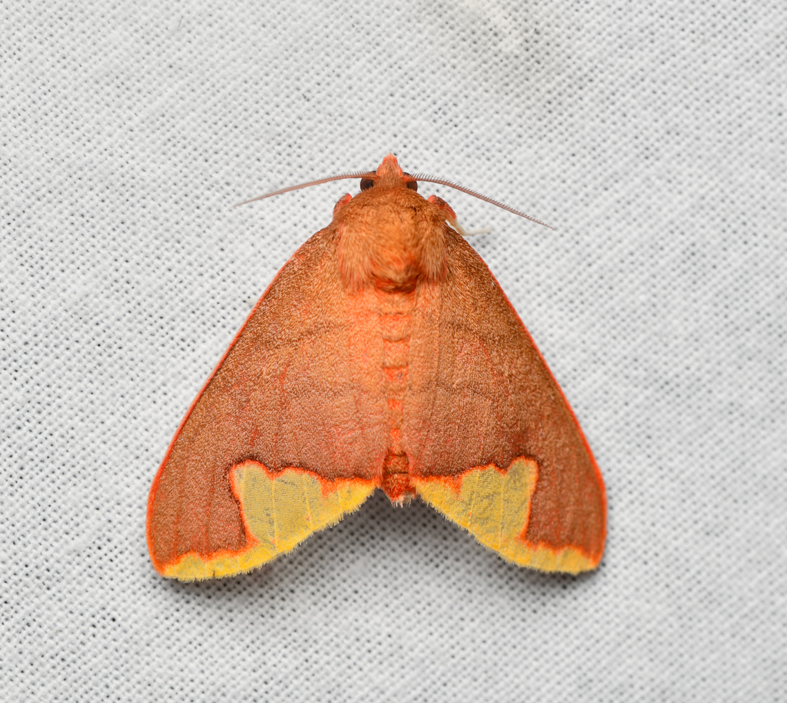 Trichromia?, La Isla Escondida, Colombia  Colombia,Colombia 2024,Fall,Geotagged,La Isla Escondida,South America,World