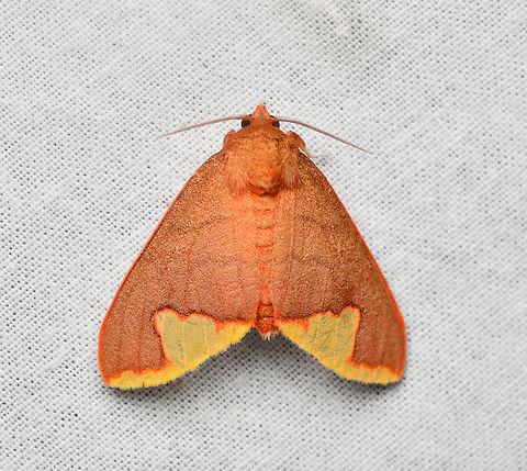 Trichromia?, La Isla Escondida, Colombia  Colombia,Colombia 2024,Fall,Geotagged,La Isla Escondida,South America,World