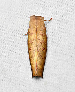 Canodia difformis, La Isla Escondida, Colombia  Canodia difformis,Colombia,Colombia 2024,Fall,Geotagged,La Isla Escondida,South America,World