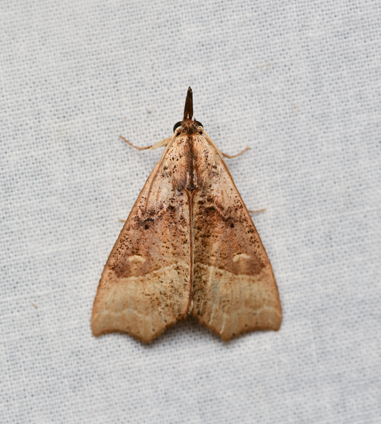 Hypeninae, La Isla Escondida, Colombia  Colombia,Colombia 2024,Fall,Geotagged,La Isla Escondida,South America,World