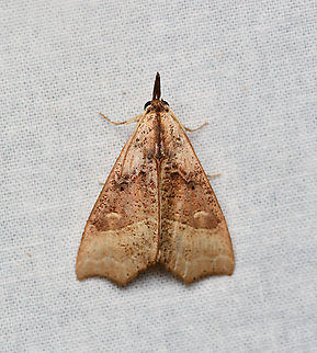 Hypeninae, La Isla Escondida, Colombia  Colombia,Colombia 2024,Fall,Geotagged,La Isla Escondida,South America,World