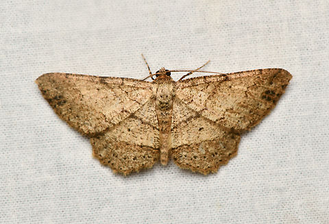 Melanolophia atrifascia, La Isla Escondida, Colombia  Colombia,Colombia 2024,Fall,Geotagged,La Isla Escondida,Melanolophia atrifascia,South America,World