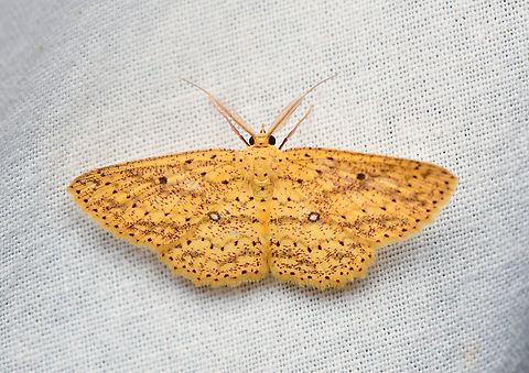 Sterrhinae, La Isla Escondida, Colombia  Colombia,Colombia 2024,Fall,Geotagged,La Isla Escondida,South America,World