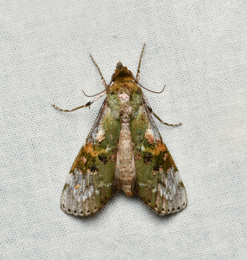 Cecidipta sp., La Isla Escondida, Colombia <a href="https://leps.fieldguide.ai/figures?category=63bb864e3960e7cb7aa8057e" rel="nofollow">https://leps.fieldguide.ai/figures?category=63bb864e3960e7cb7aa8057e</a> Colombia,Colombia 2024,Fall,Geotagged,La Isla Escondida,South America,World