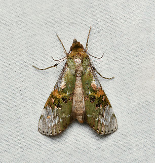 Cecidipta sp., La Isla Escondida, Colombia https://leps.fieldguide.ai/figures?category=63bb864e3960e7cb7aa8057e Colombia,Colombia 2024,Fall,Geotagged,La Isla Escondida,South America,World