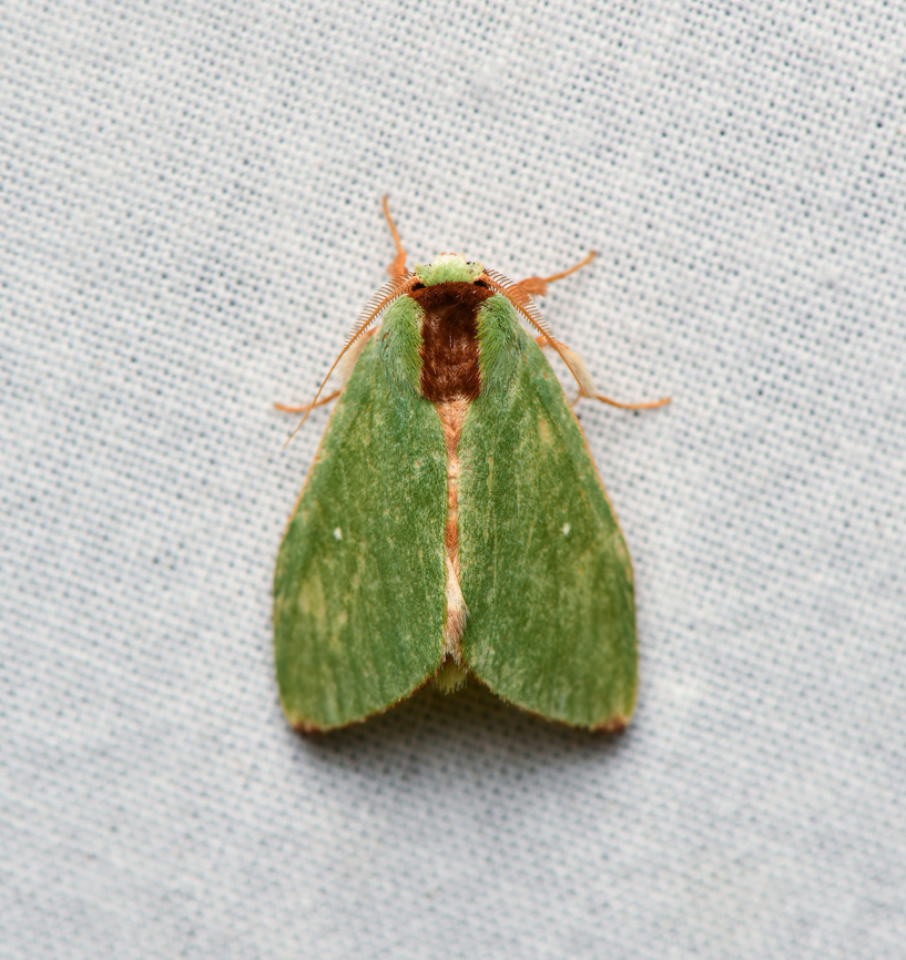 Rosema zelica, La Isla Escondida, Colombia  Colombia,Colombia 2024,Fall,Geotagged,La Isla Escondida,Rosema zelica,South America,World