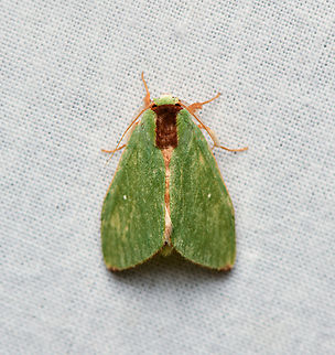 Rosema zelica, La Isla Escondida, Colombia  Colombia,Colombia 2024,Fall,Geotagged,La Isla Escondida,Rosema zelica,South America,World